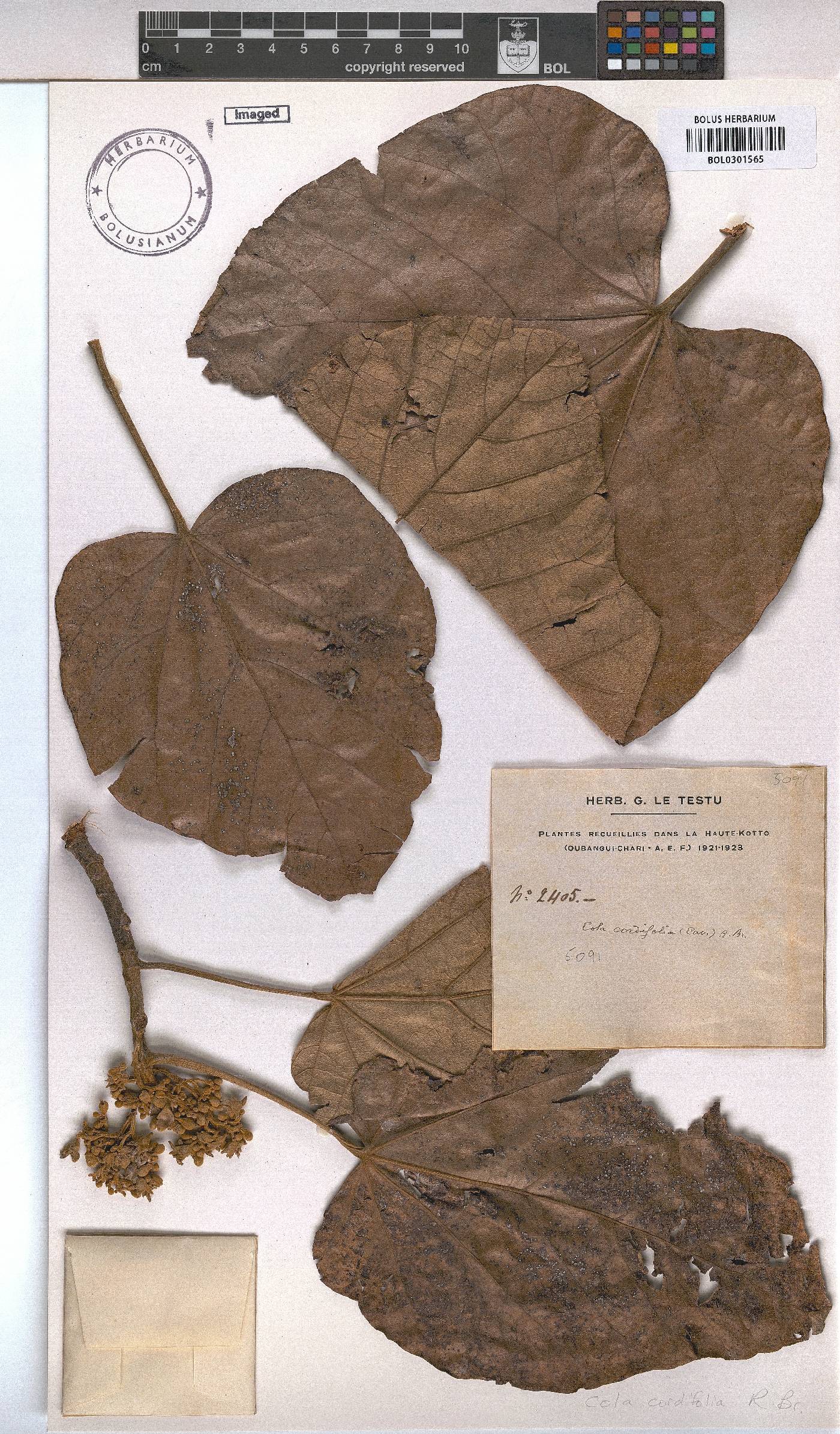 Cola cordifolia image