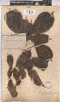 Image of Cola flavovelutina