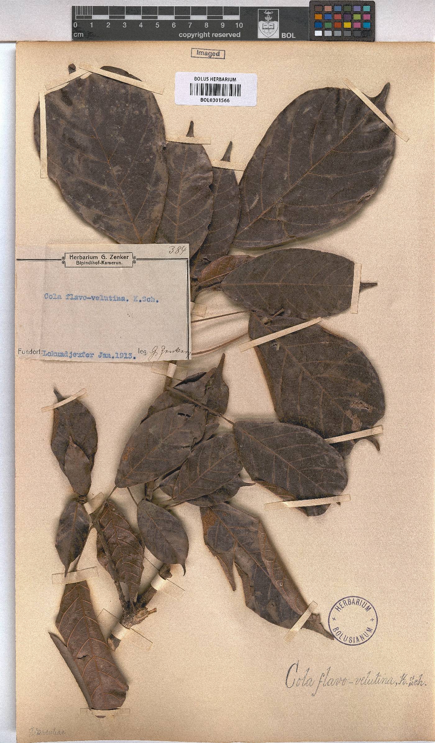 Cola flavovelutina image