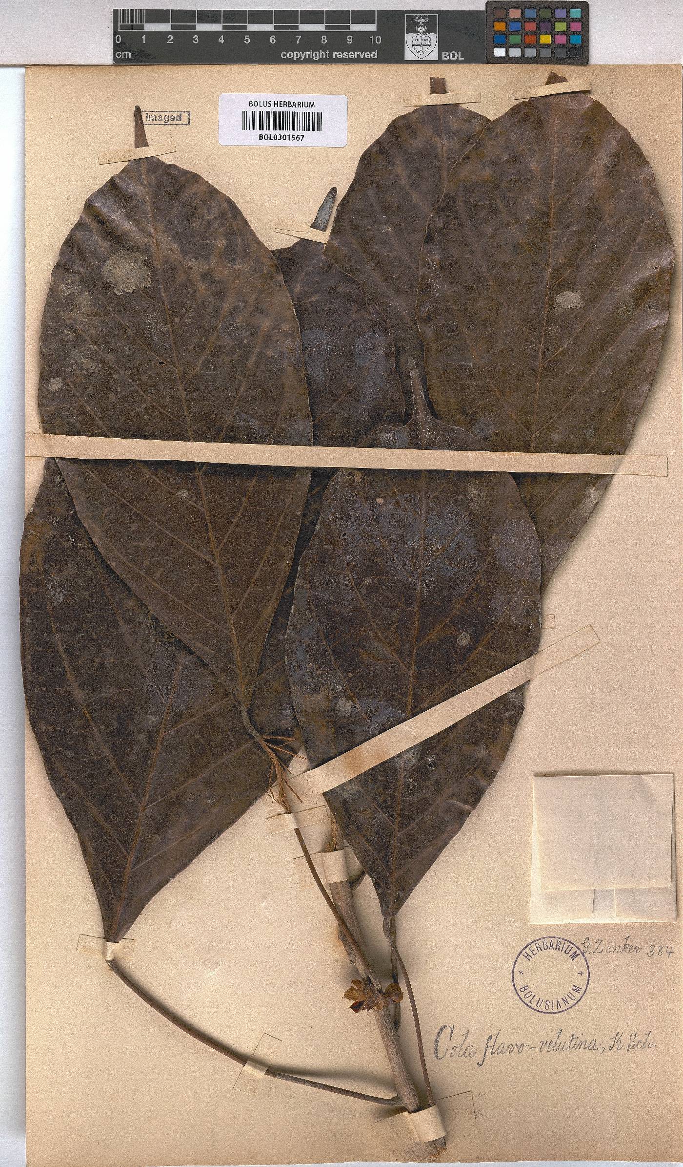 Cola flavovelutina image
