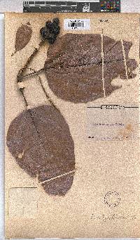 Image of Cola hypochrysea