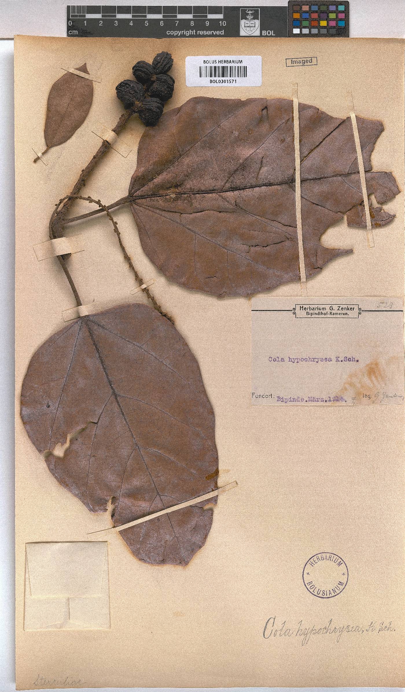 Cola hypochrysea image