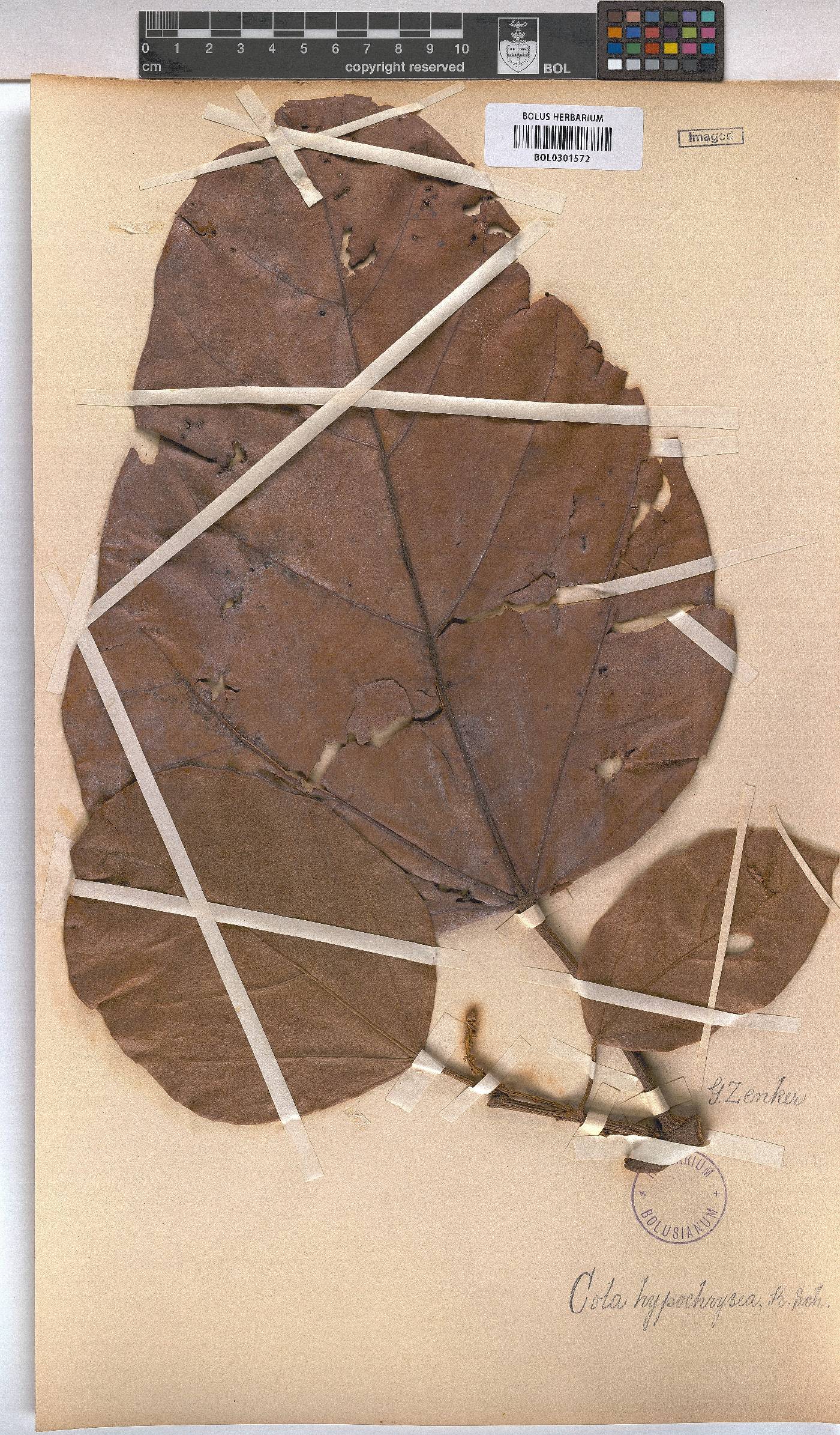 Cola hypochrysea image