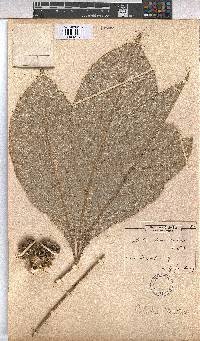 Image of Cola lepidota