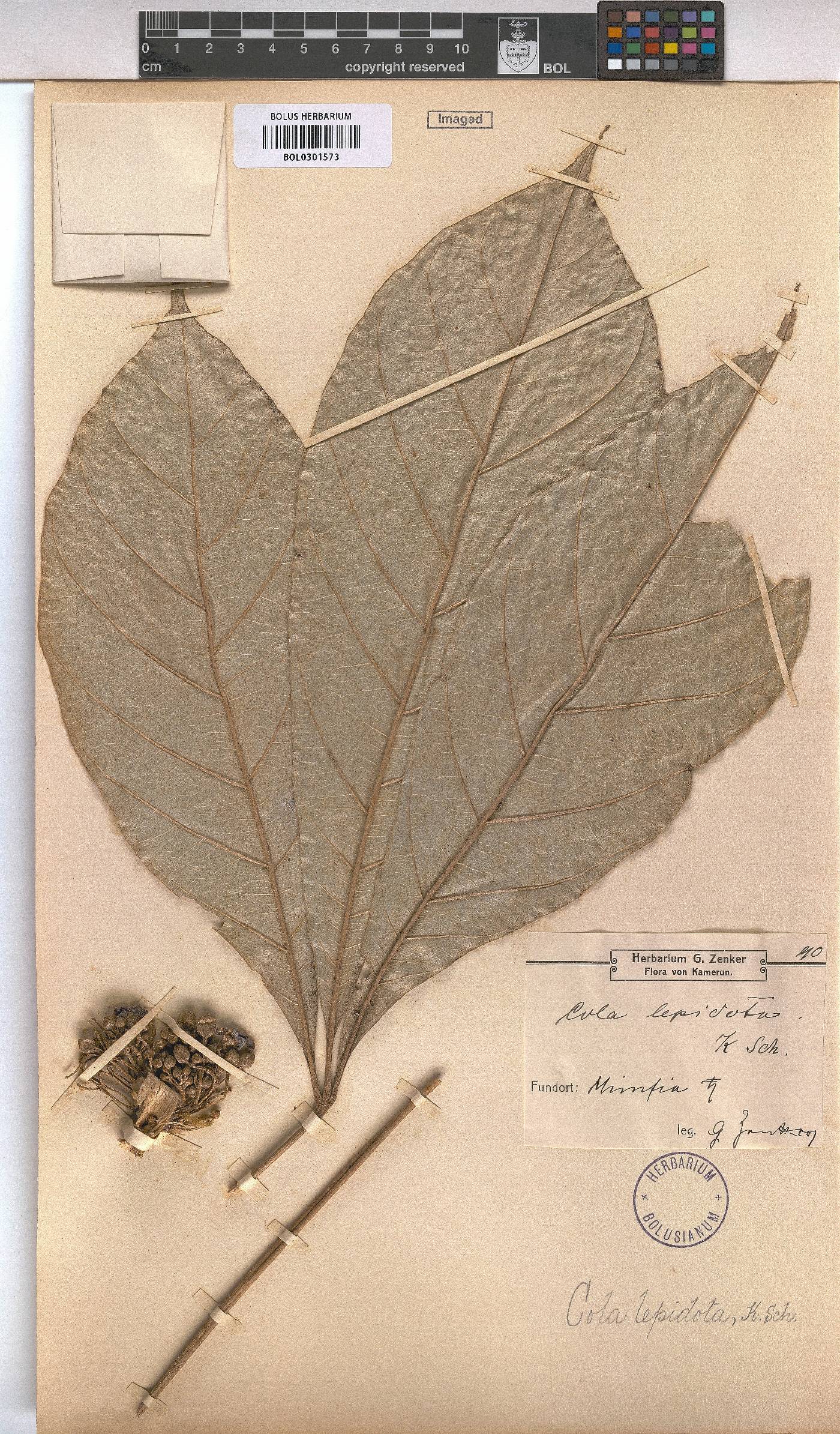 Cola lepidota image