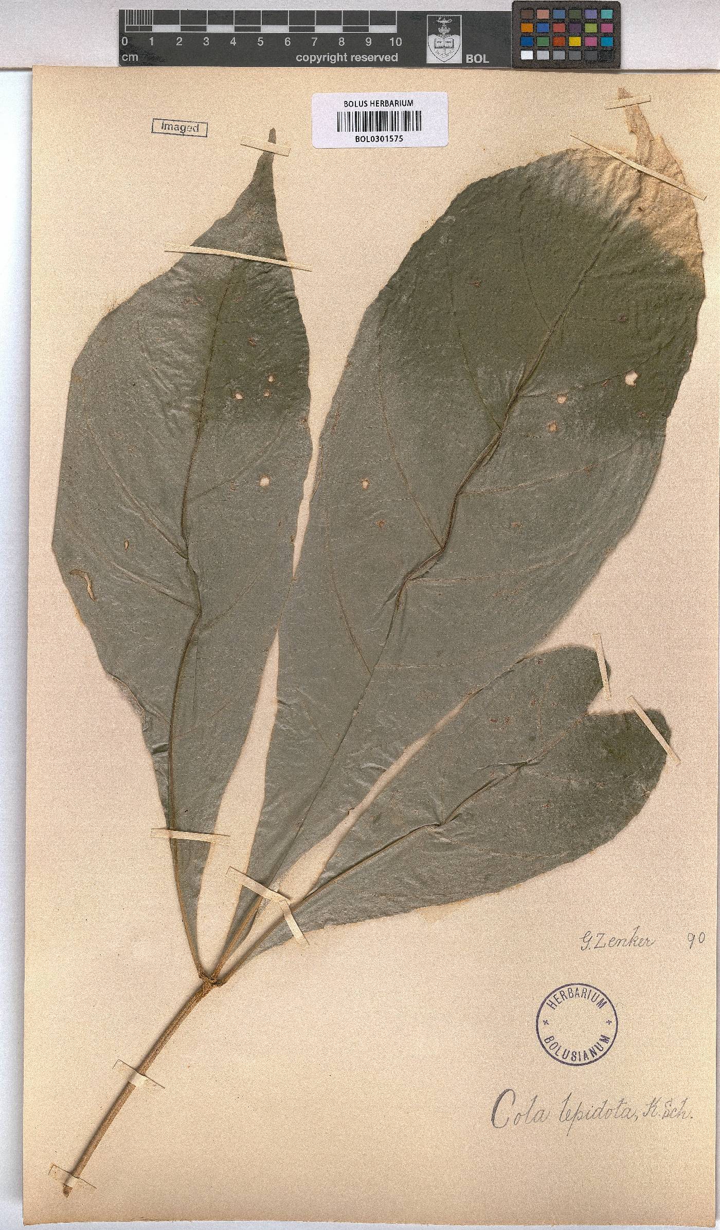 Cola lepidota image