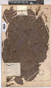 Image of Cola pachycarpa