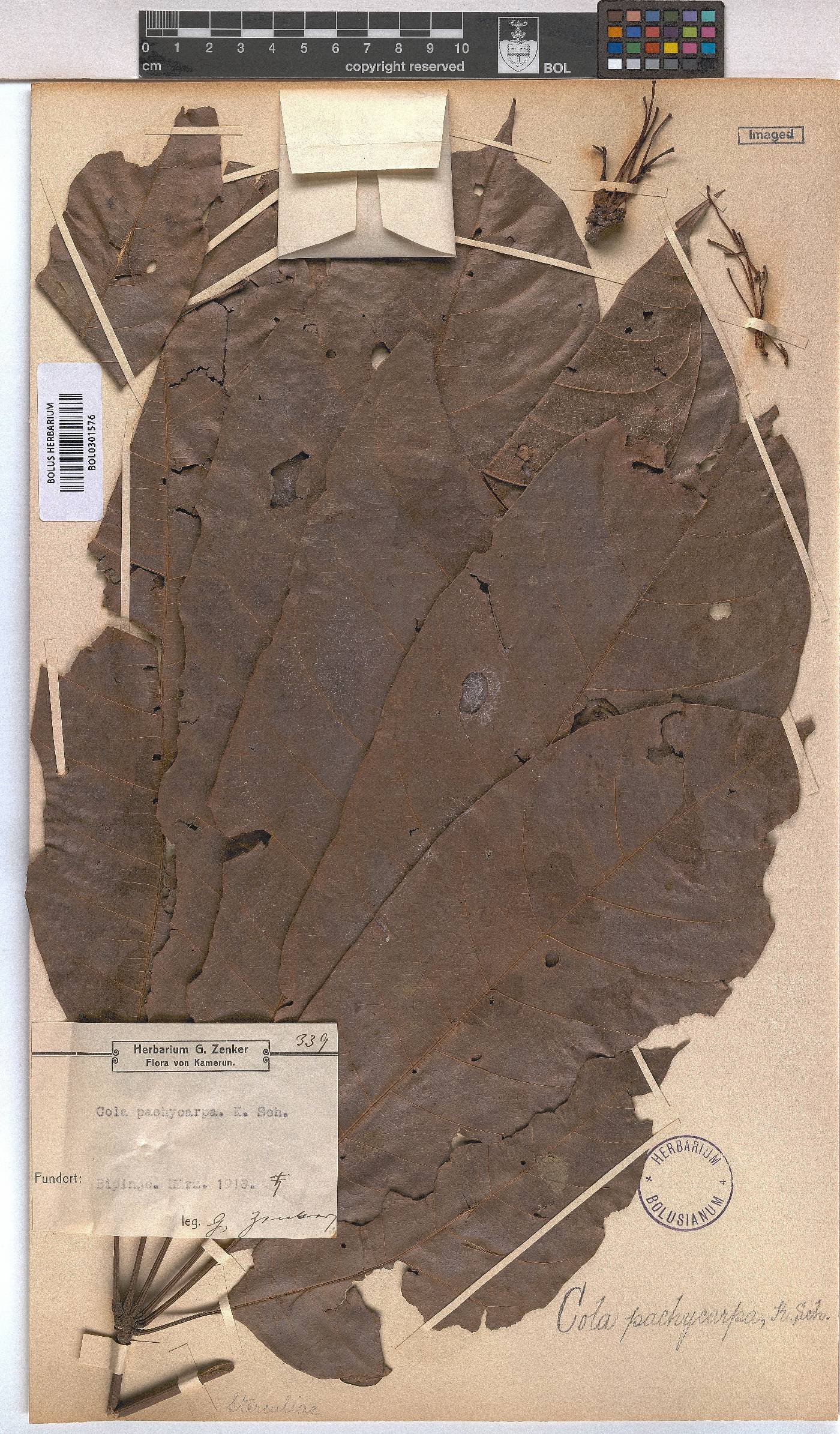 Cola pachycarpa image