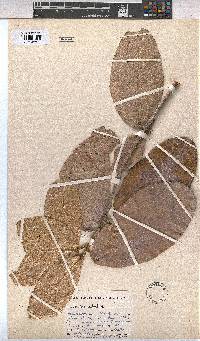 Image of Heritiera littoralis