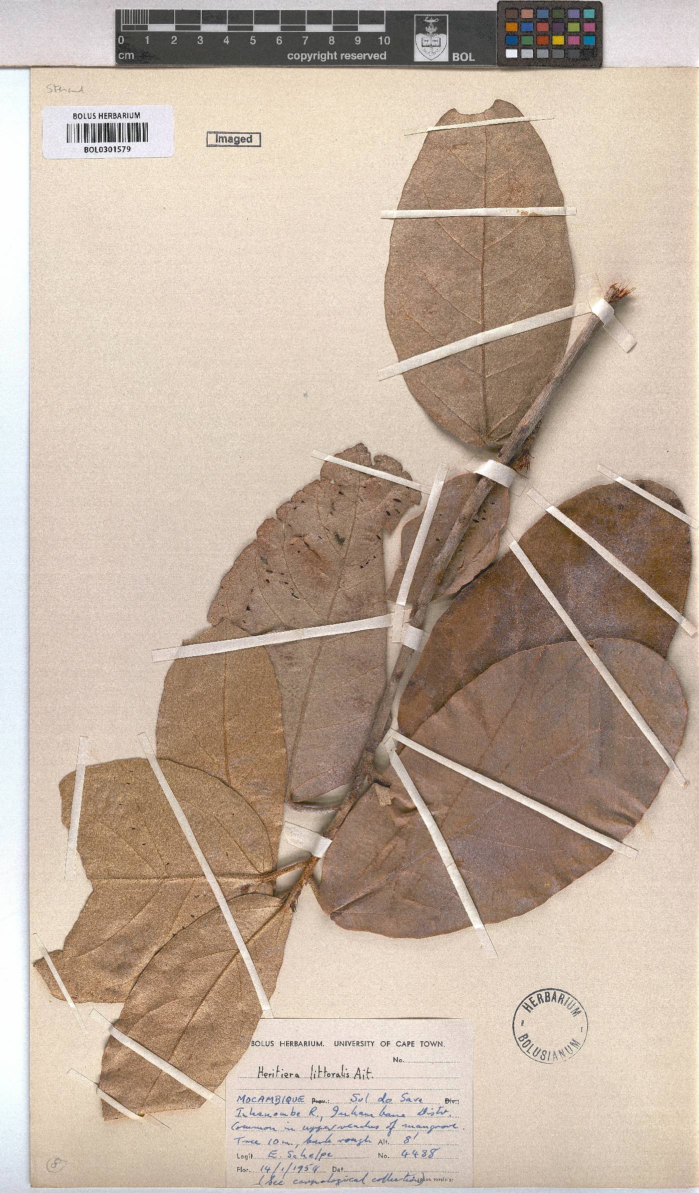 Heritiera image