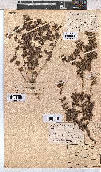 Hermannia grossularifolia image