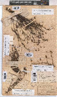 Hermannia coccocarpa image