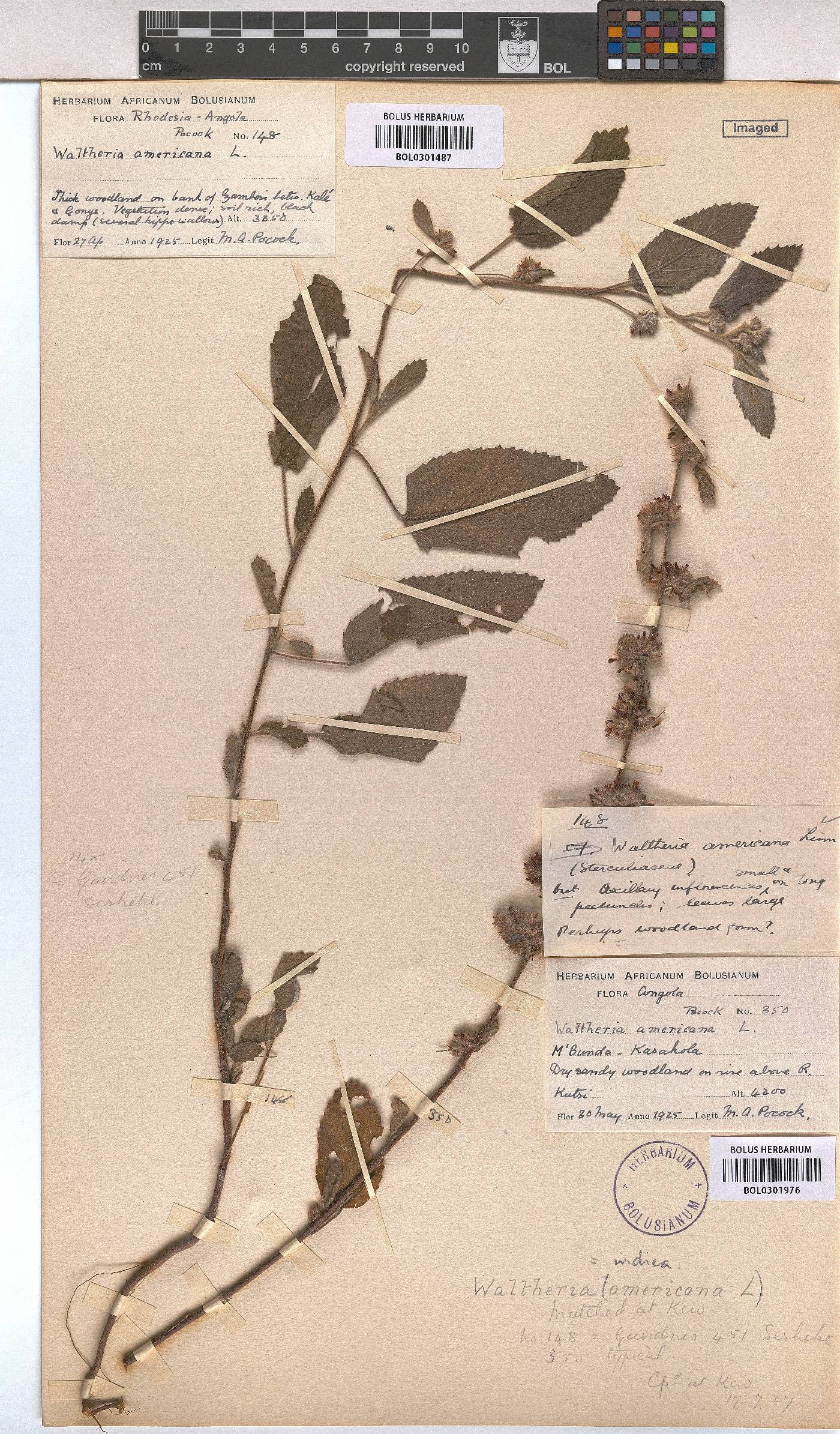 Waltheria indica image
