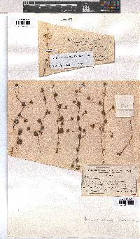 Hermannia linnaeoides image