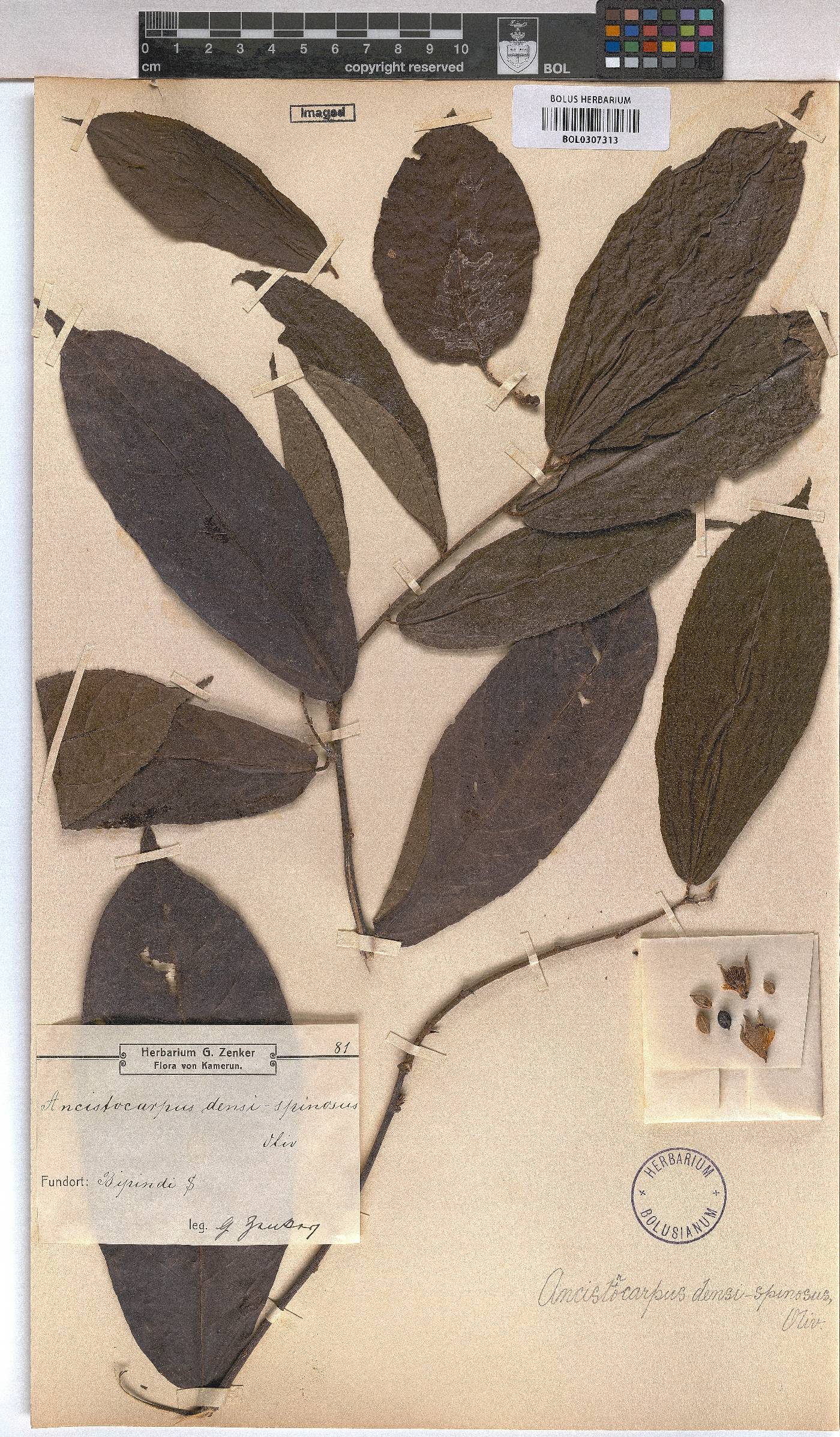 Ancistrocarpus densispinosus image