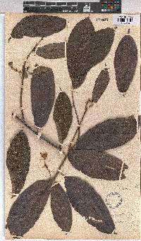 Ancistrocarpus densispinosus image