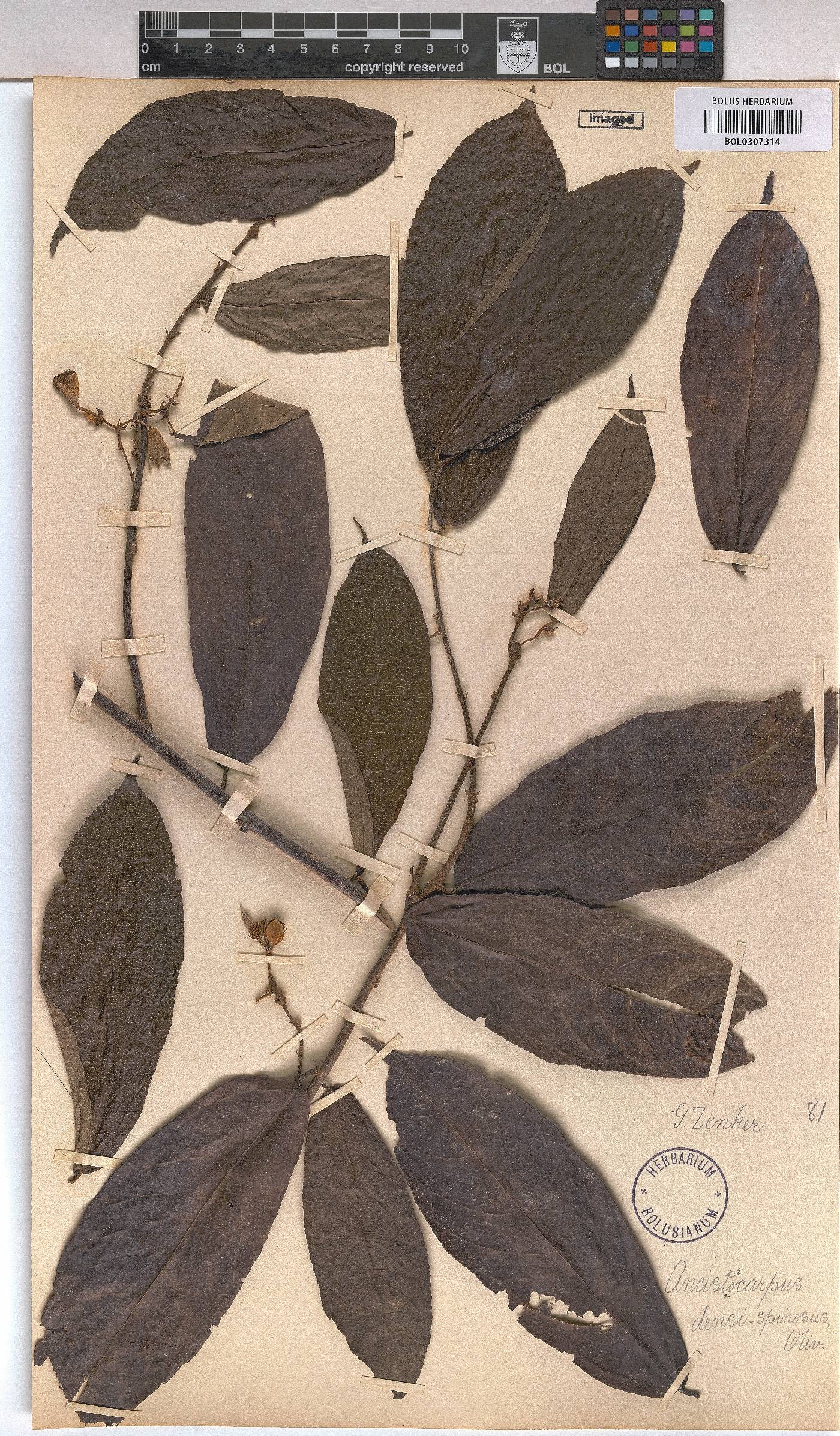 Ancistrocarpus image