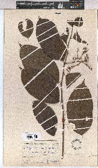 Image of Ancistrocarpus bequaertii