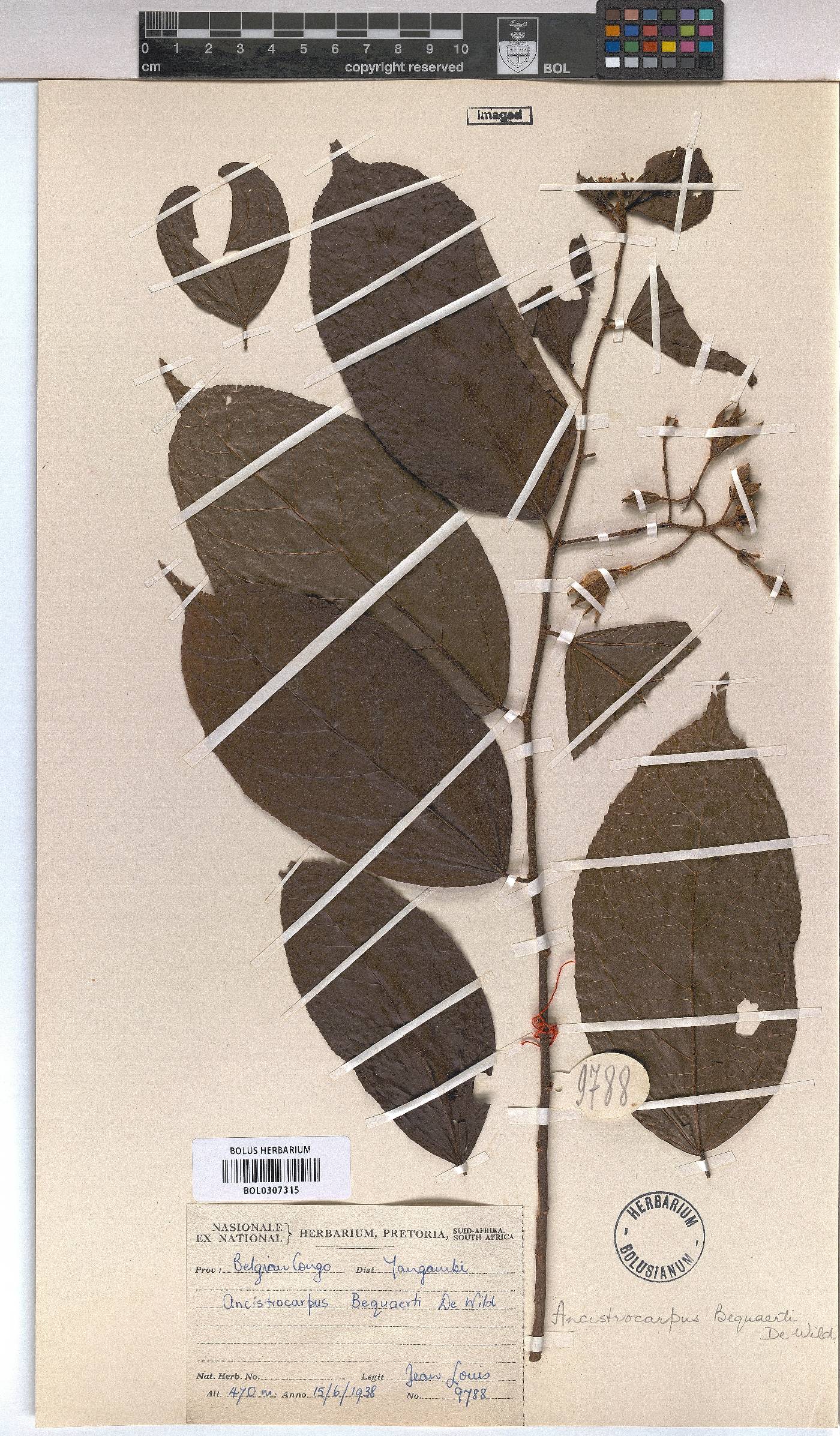 Ancistrocarpus bequaertii image