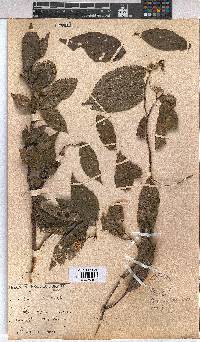 Image of Glyphaea tomentosa