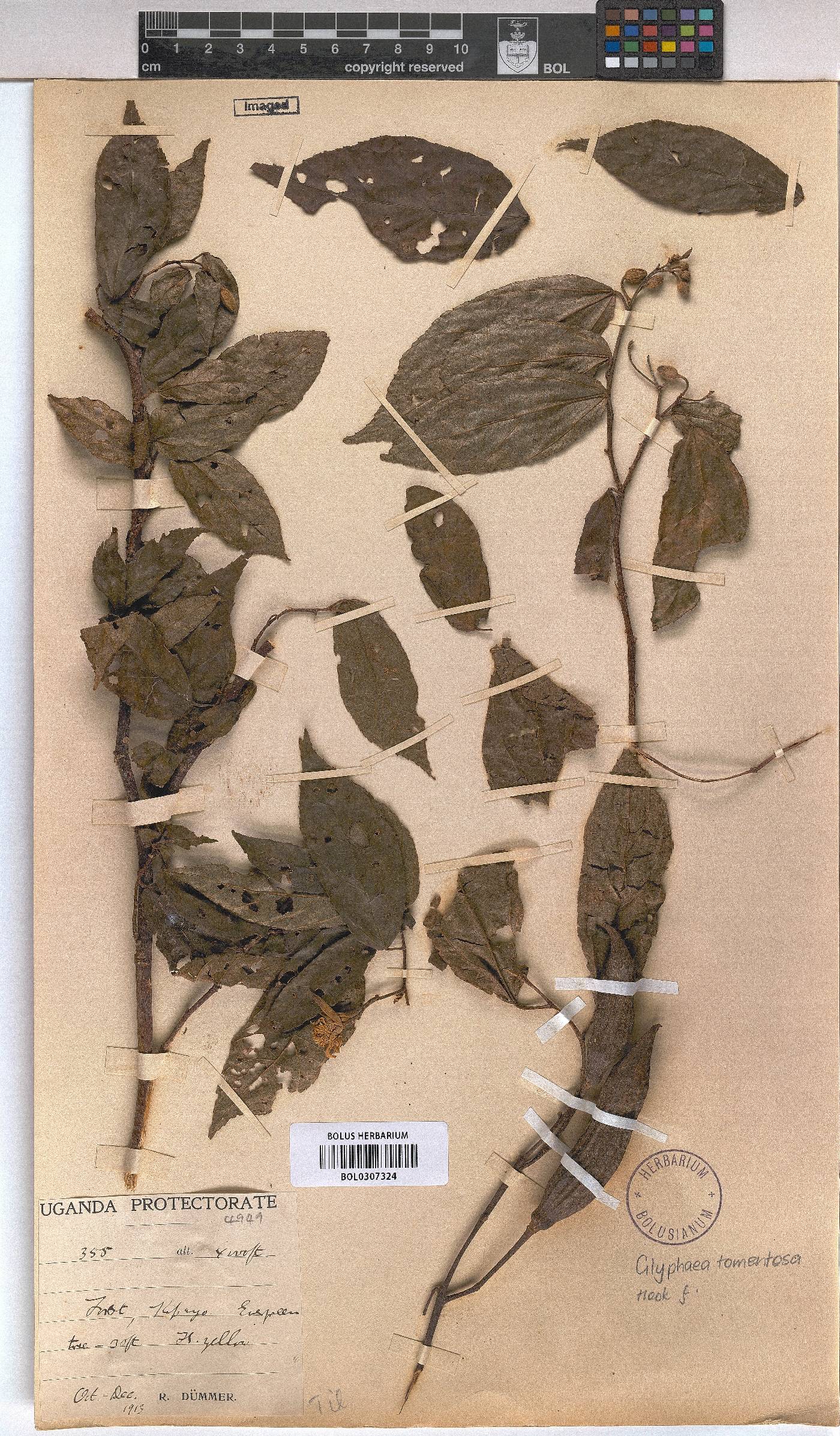 Glyphaea image