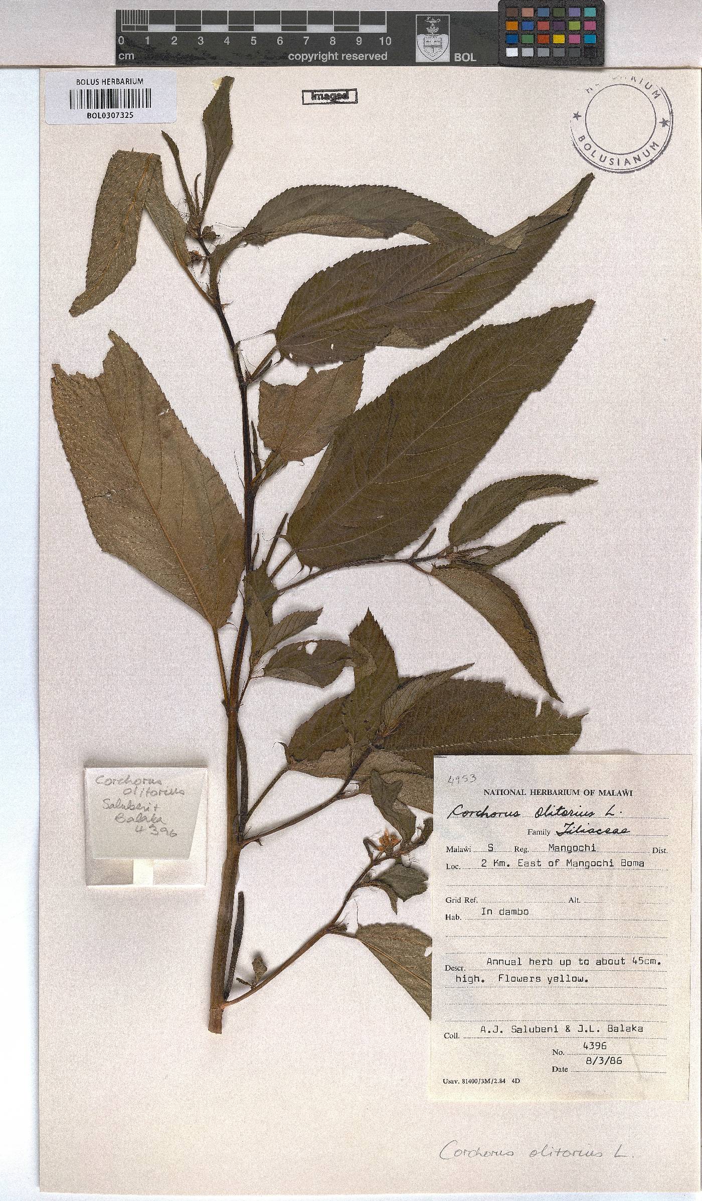 Corchorus olitorius image