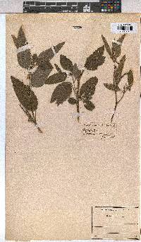 Corchorus trilocularis image