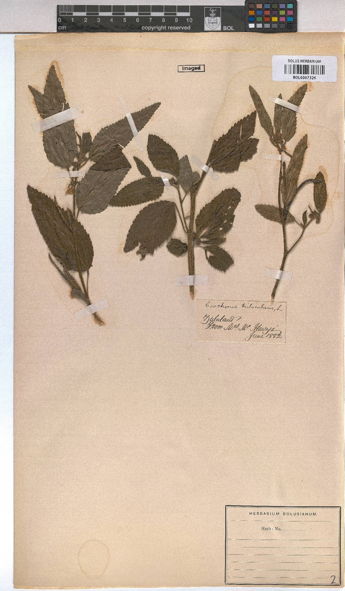 Corchorus trilocularis image