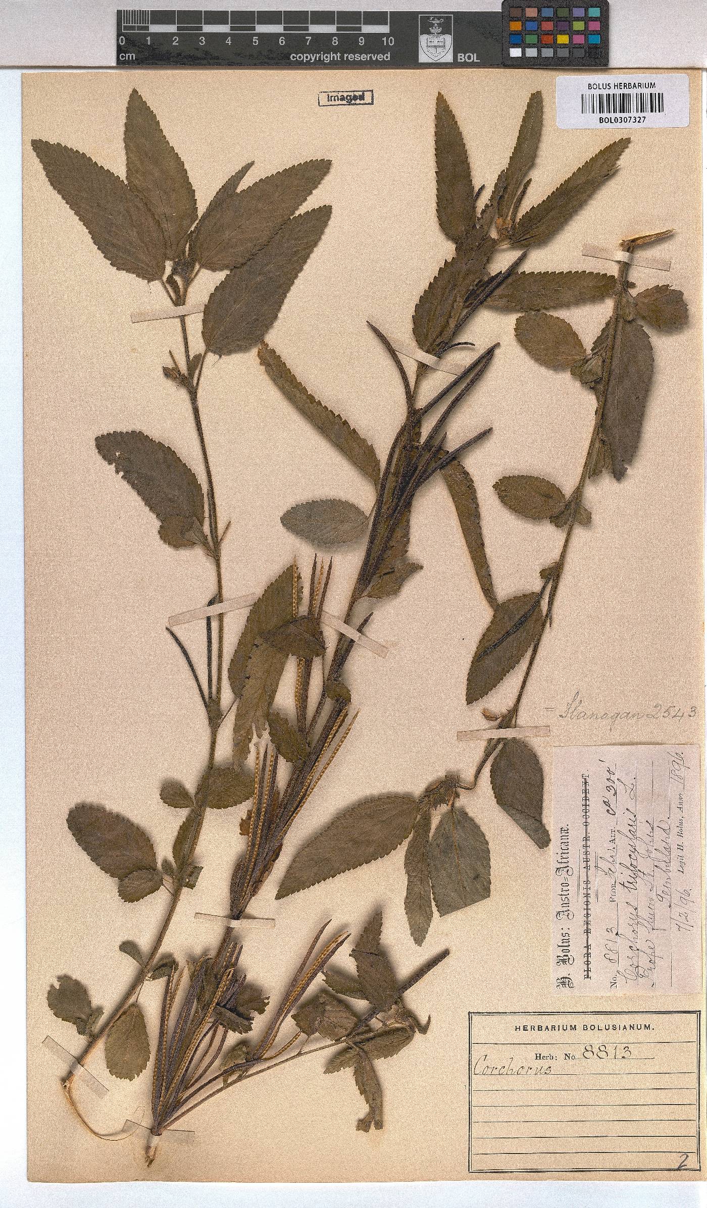 Corchorus trilocularis image