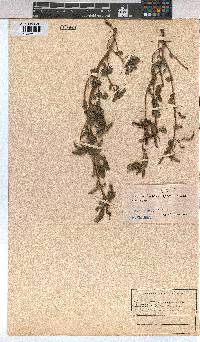 Corchorus trilocularis image