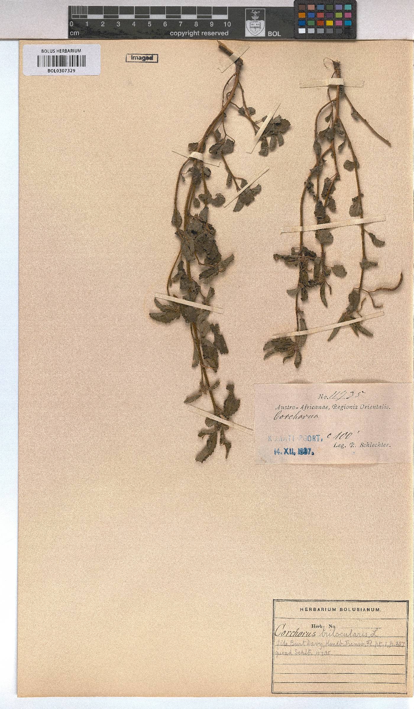 Corchorus trilocularis image
