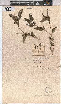 Corchorus trilocularis image