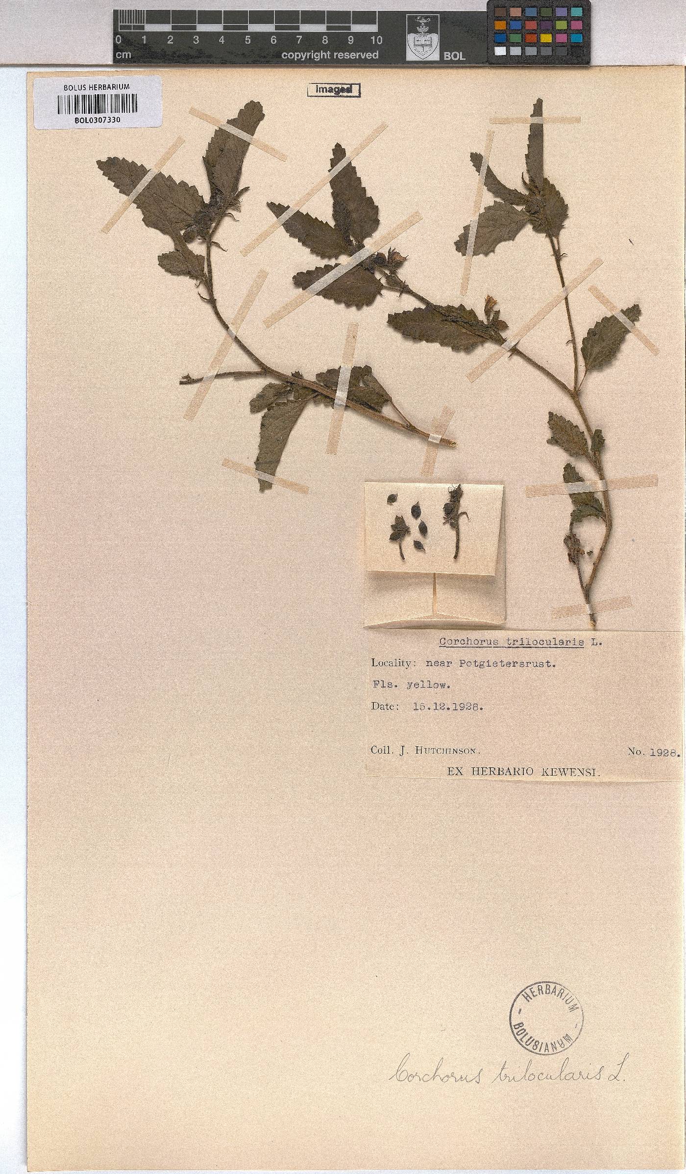 Corchorus trilocularis image