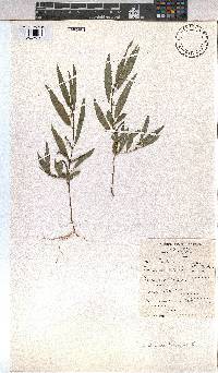 Corchorus tridens image