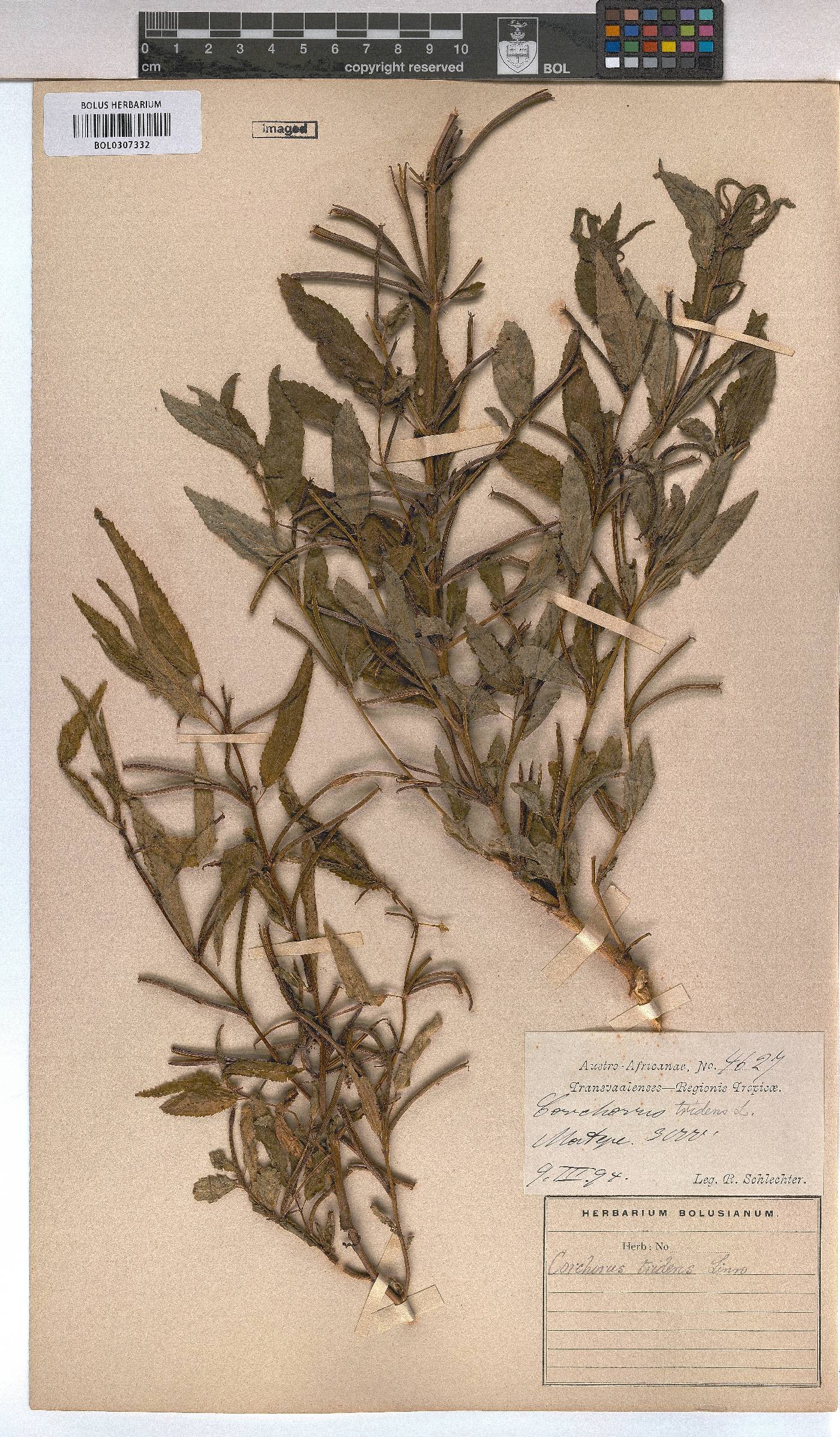 Corchorus tridens image