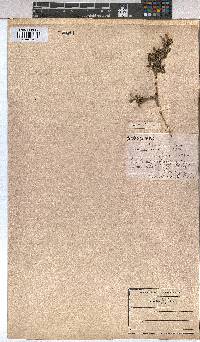 Corchorus tridens image