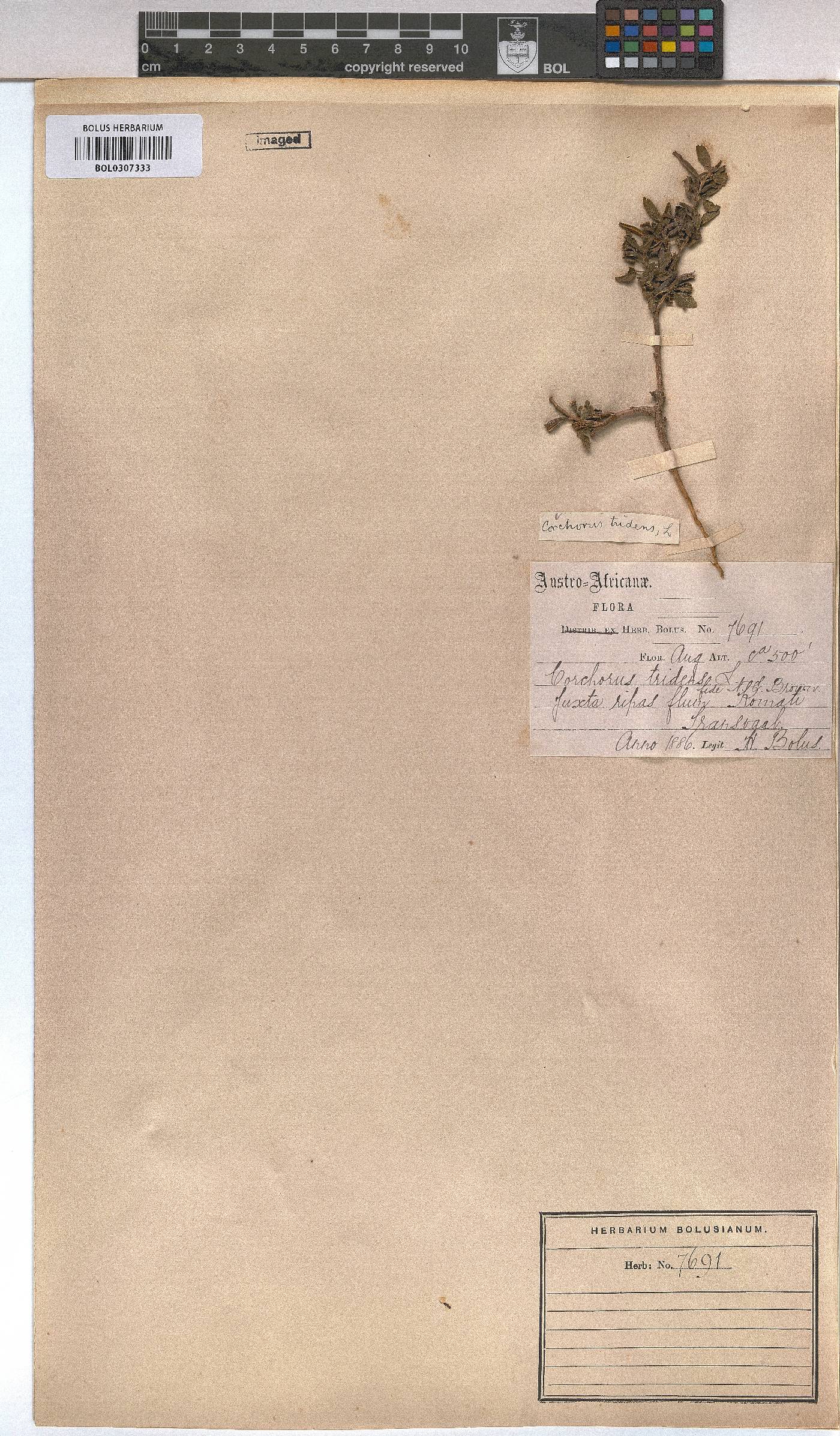 Corchorus tridens image