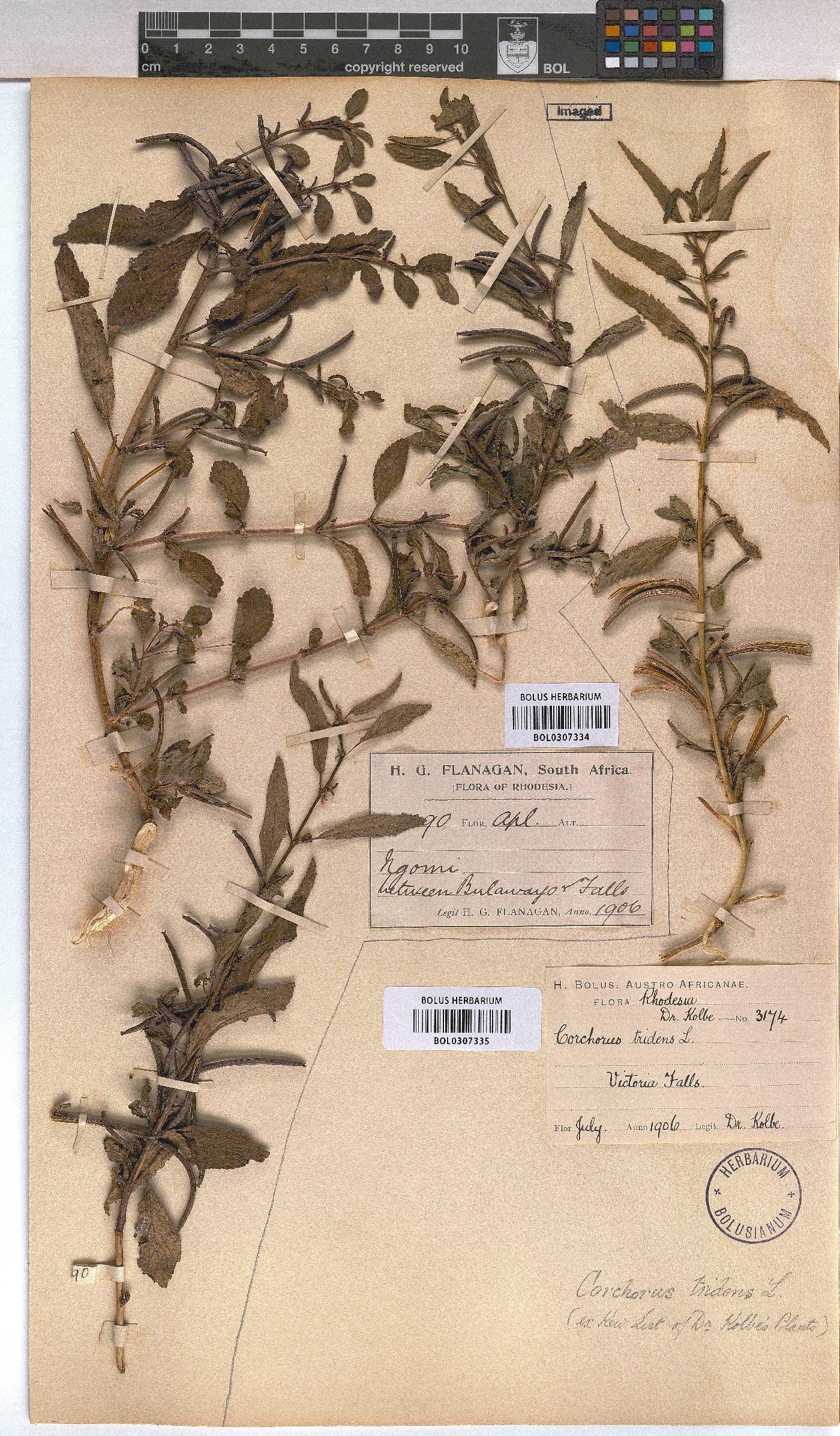 Corchorus tridens image