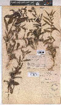 Corchorus tridens image