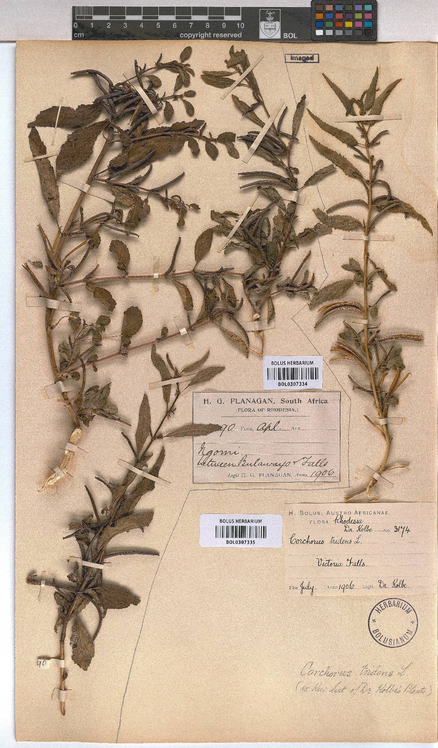 Corchorus tridens image