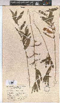 Corchorus tridens image