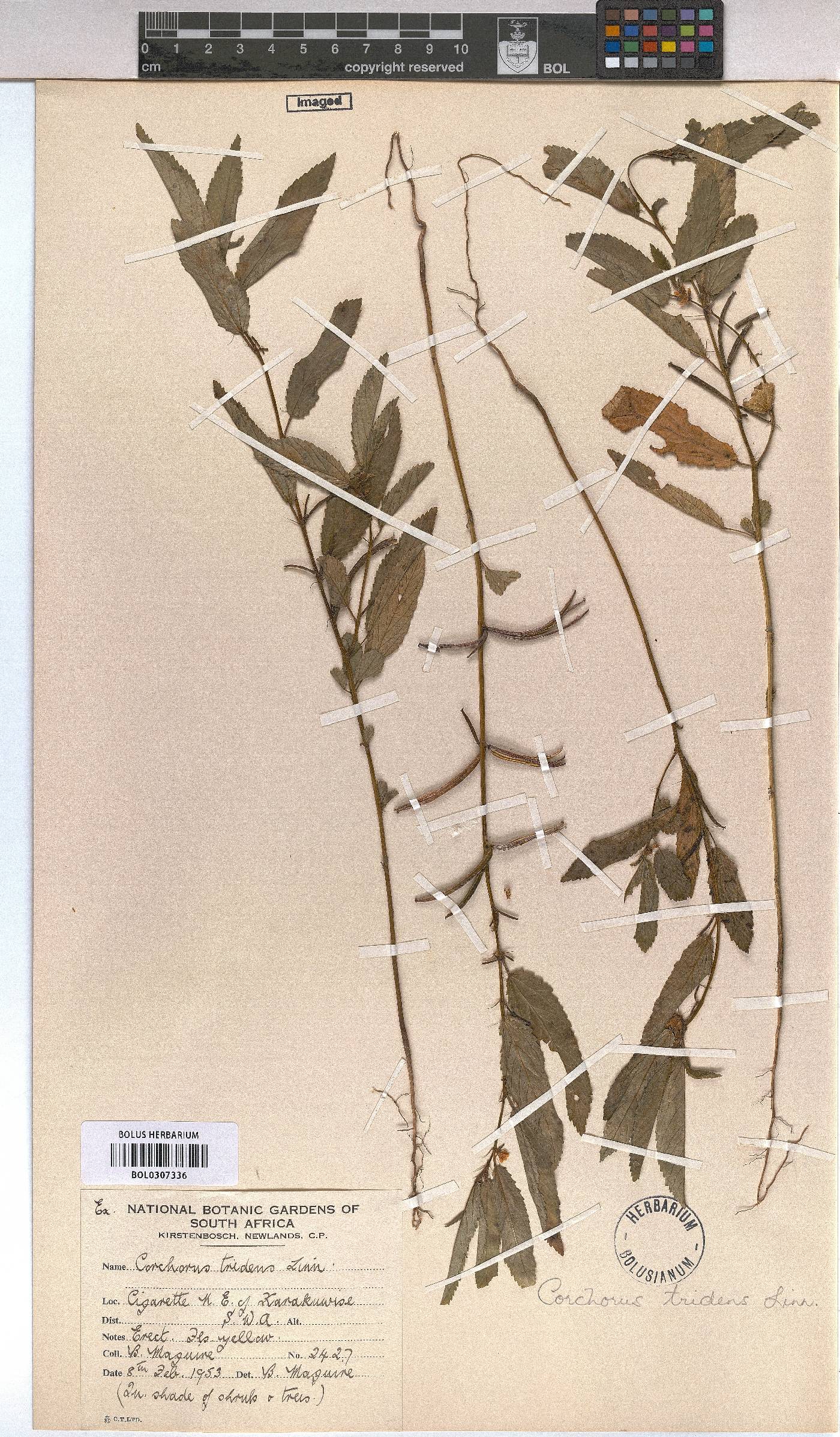 Corchorus tridens image