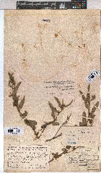 Corchorus asplenifolius image