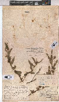 Corchorus asplenifolius image