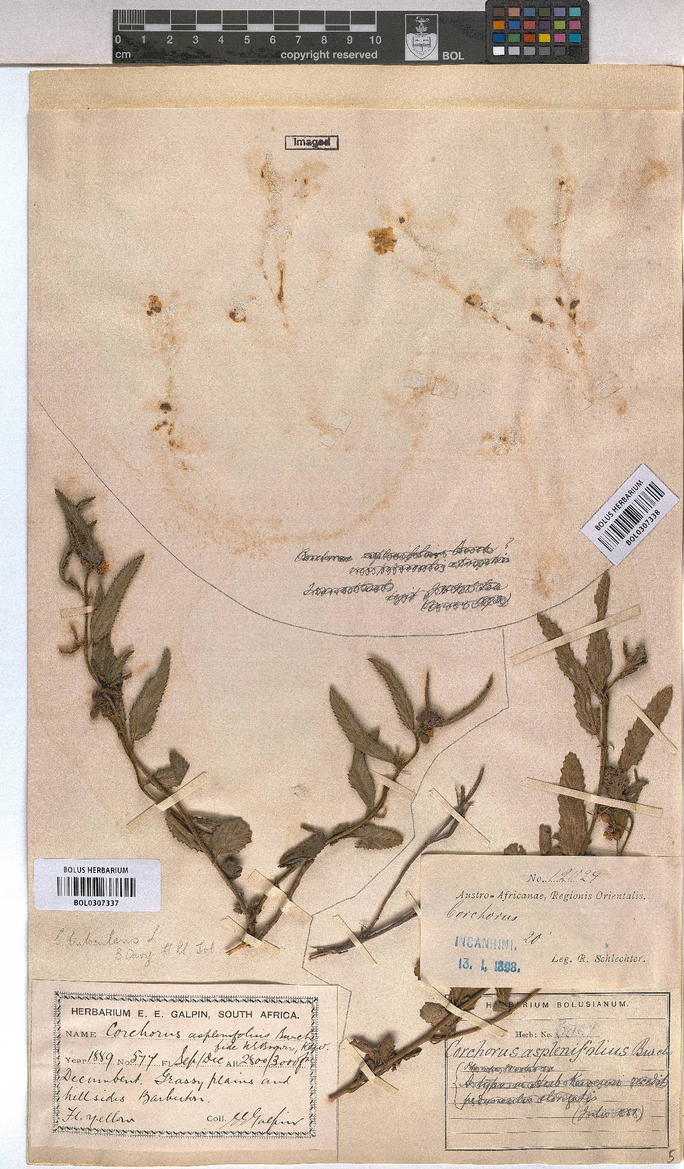 Corchorus asplenifolius image