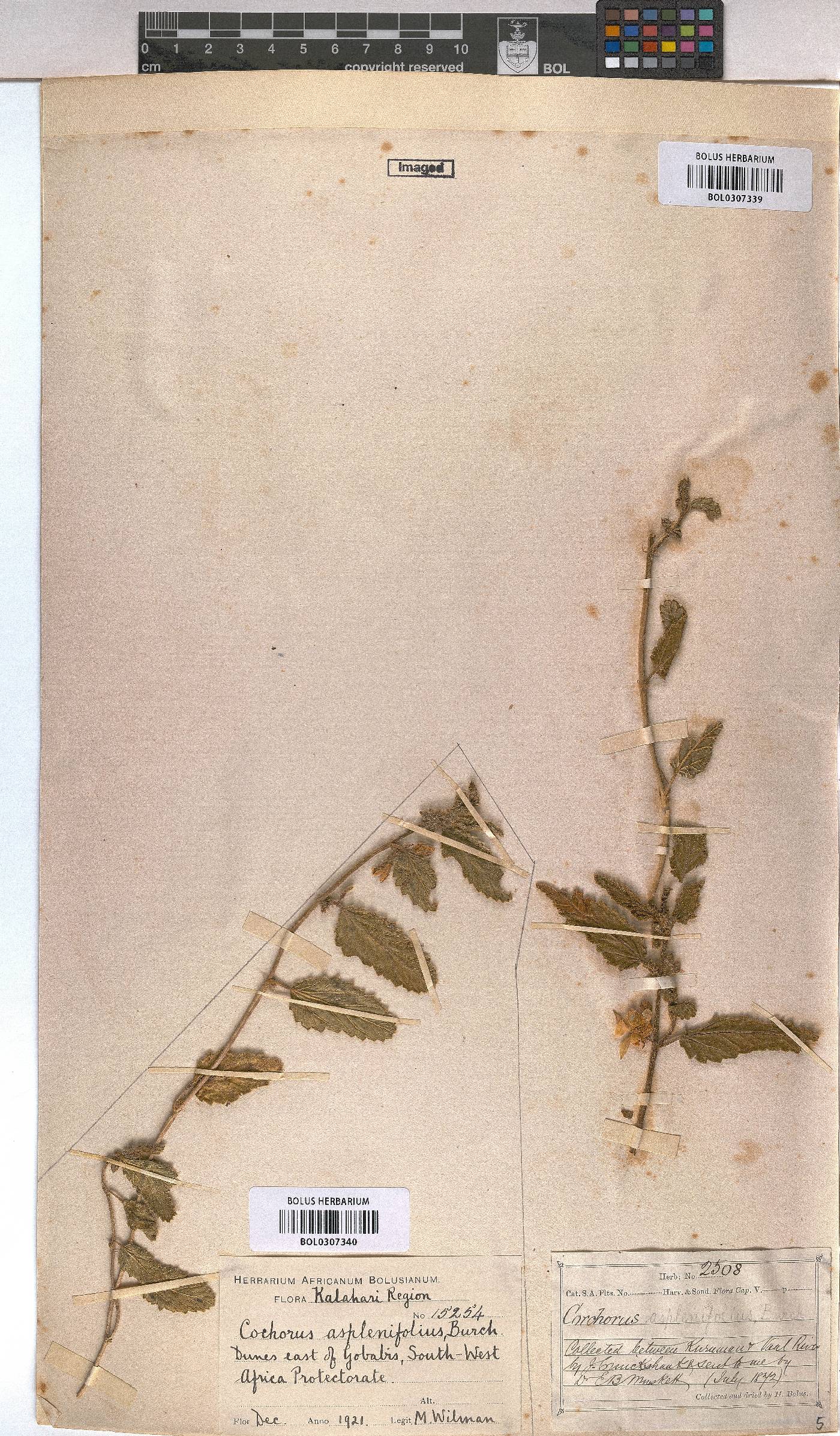 Corchorus asplenifolius image