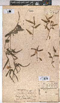 Corchorus asplenifolius image