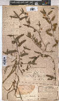 Corchorus asplenifolius image