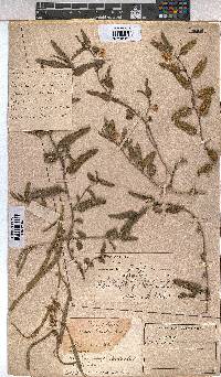 Corchorus asplenifolius image