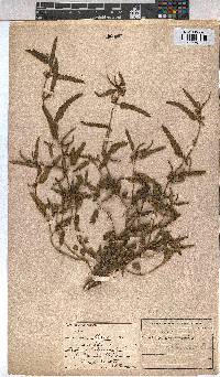 Corchorus asplenifolius image